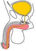 anatomia01