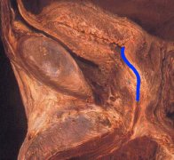 anatomia03