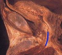anatomia04