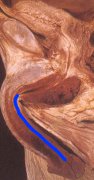 anatomia06