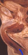 anatomia07