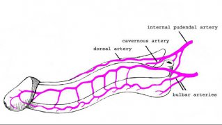 anatomia08