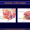 Diapositiva04