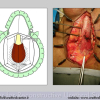 Diapositiva030