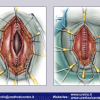 Diapositiva099