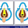 Diapositiva23