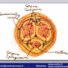 Diapositiva15