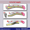 Diapositiva23