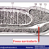 Diapositiva10