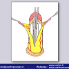 Diapositiva19