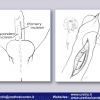Diapositiva032