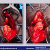 Diapositiva094