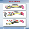 Diapositiva17