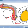 Diapositiva47