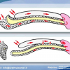 Diapositiva56