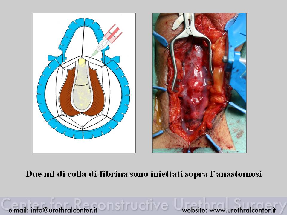 Atlante Di Anatomia Pdf