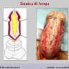 Diapositiva09