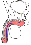 anatomia02